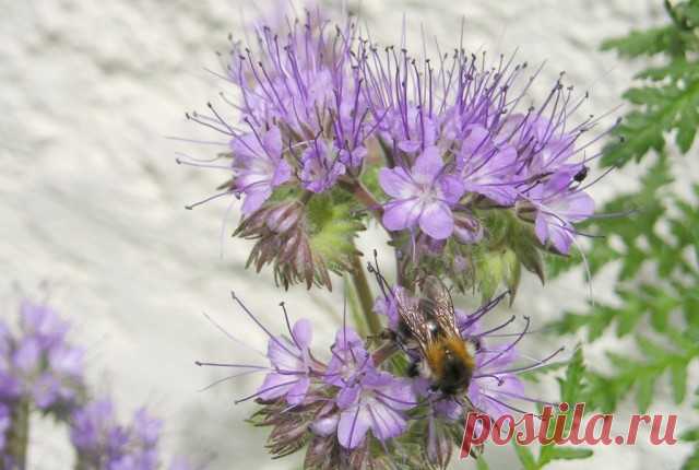 Фацелия пижмолистная (Phacelia tanacetifolia)