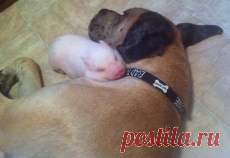 Ах эти сладкие сновидения