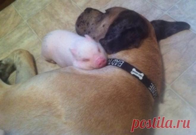 Ах эти сладкие сновидения