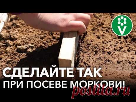 ВОТ ЧТО НУЖНО СДЕЛАТЬ, ЧТОБЫ МОРКОВЬ ВЫРОСЛА РОВНОЙ И СОЧНОЙ!