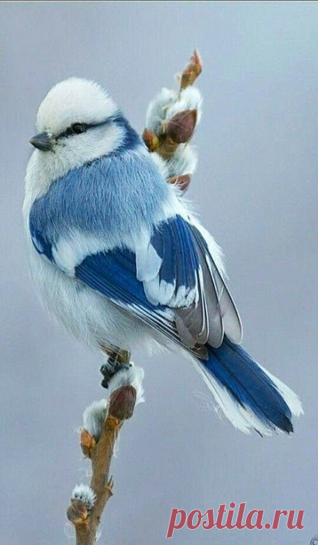 (39) FAVORITE SHADES OF FEATHERS...BLUE...IS THERE REALLY ANY OTHER COLOR SO BLUTIFUL?...NOT TO ME. | Animal Spiritus