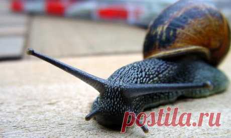 Угостите слизня молоком