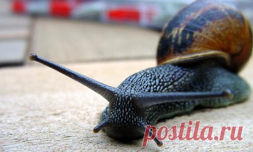 Угостите слизня молоком