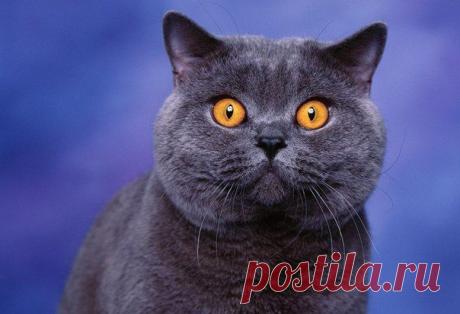 Олегъ Азёмка