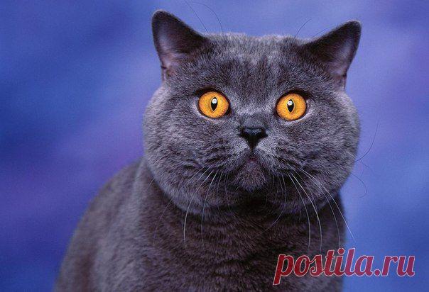 Олегъ Азёмка