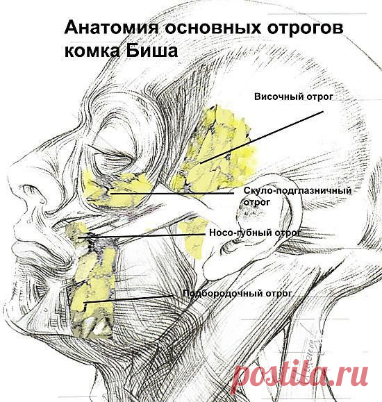 Как сохранить овал лица и убрать брыли? (все известные способы) &raquo; Женский Мир