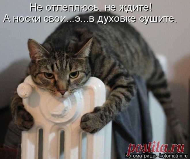 Лучшие котоматрицы недели / Питомцы