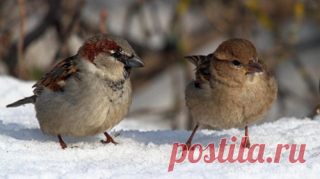 Интересные факты о тех, кто всегда рядом: о воробьях!