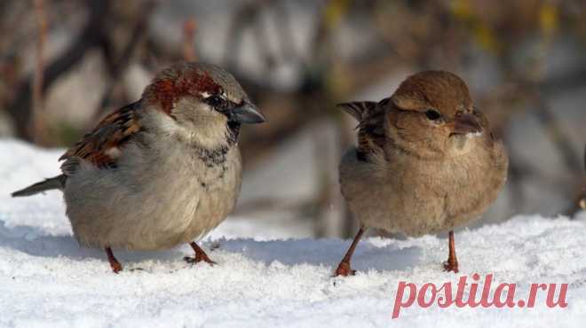 Интересные факты о тех, кто всегда рядом: о воробьях!