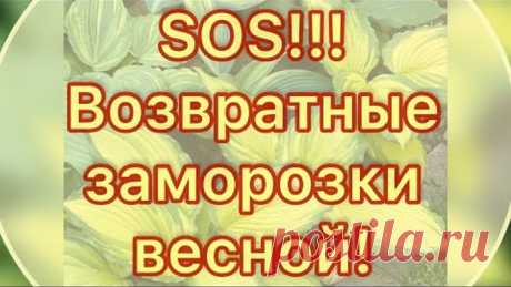 Хосты и возвратные заморозки.