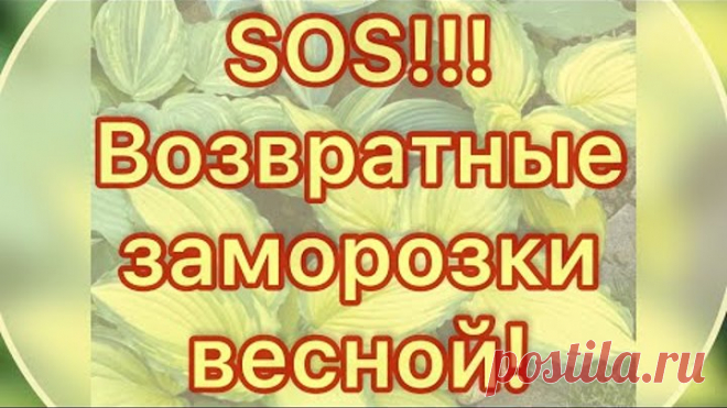 Хосты и возвратные заморозки.