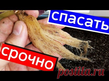 СРОЧНО СПАСАЕМ ТАКУЮ ФИАЛКУ!