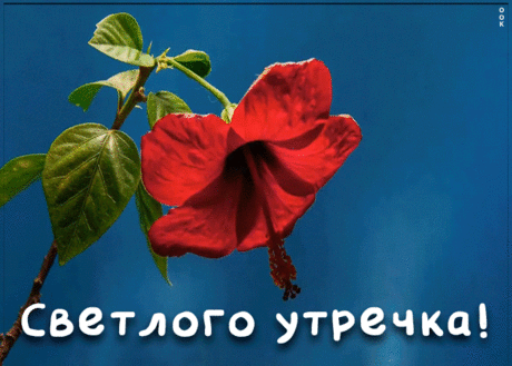 Анимационная картинка доброе утро