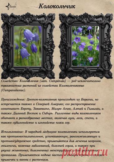 Колокольчик
