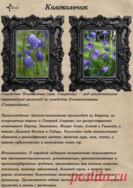 Колокольчик