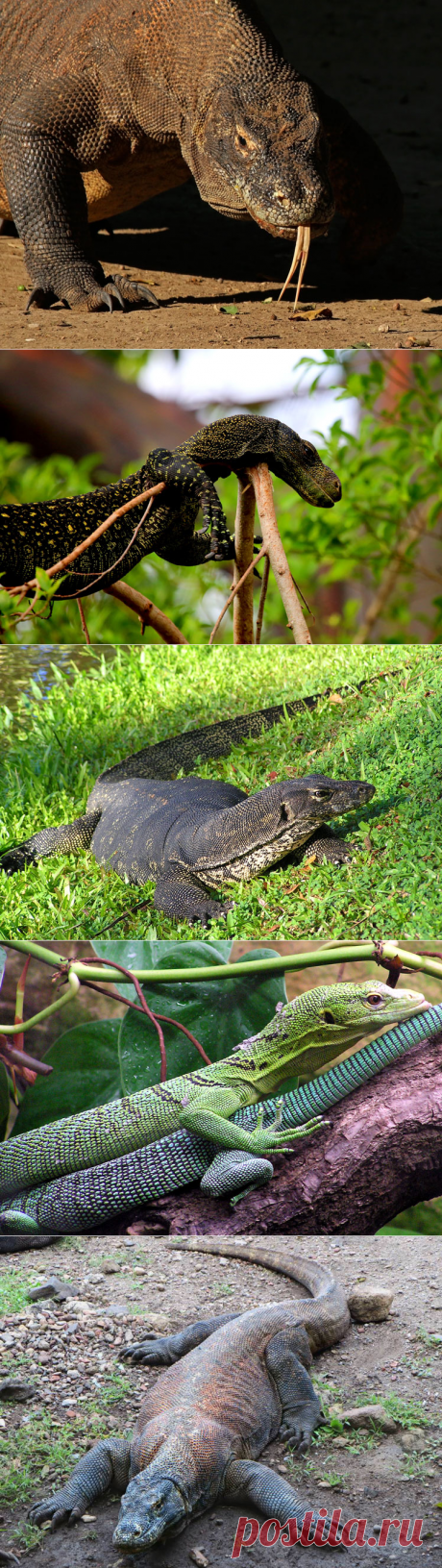 Всё самое интересное о варанах
