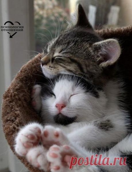 - Вась, а Вась... А почему у людей всё так сложно?... - А они, Мурка, думают много о ерунде всякой...