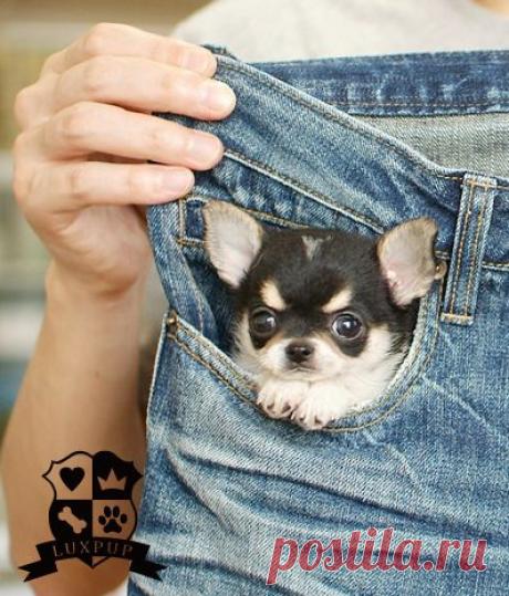 Pinterest: инструмент для поиска и хранения интересных идей