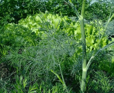 КАК ВЫРАЩИВАТЬ УКРОП КУСТОМ, А КАК ЗОНТИКОМ?