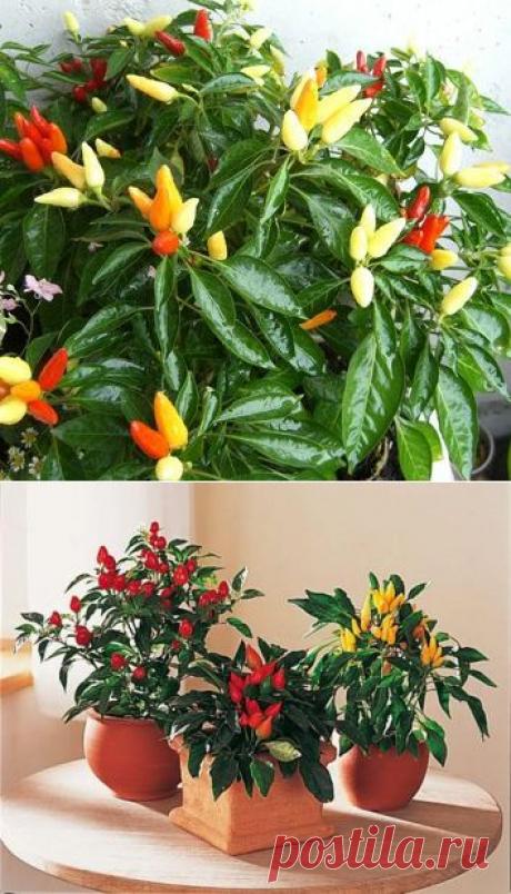 МИР РАСТЕНИЙ. Перчик чили на подоконнике | Хвастунишка