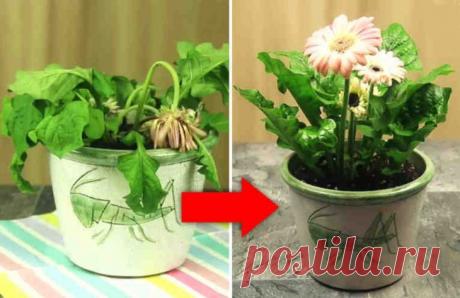 Это удобрение возрождает к жизни растения за считанные дни!