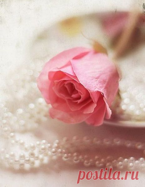 http://jeffreyandme.tumblr.com/ | ❁ℬęautiful ℛosęs ❁}-->---- | Pinte…