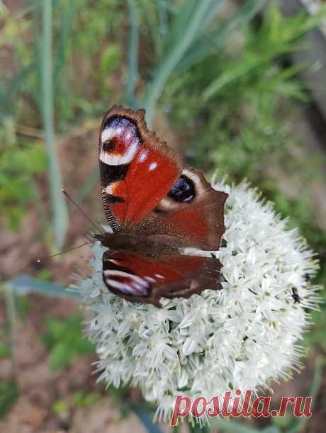 Много лета в коротком видеоролике, отдых😁🌼🌼🌼🐞🐜🦋🌼🌼🌼