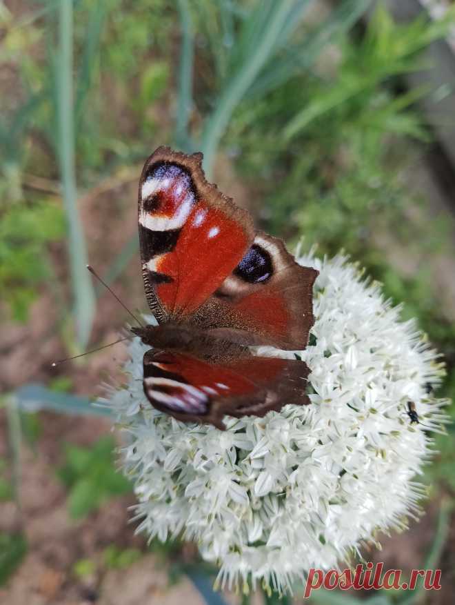 Много лета в коротком видеоролике, отдых😁🌼🌼🌼🐞🐜🦋🌼🌼🌼
