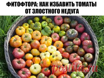 Фитофтора: как избавить томаты от злостного недуга

Рецепт №1 Болтушка

— 5 литров воды;
- 1 столовая ложка соды;
- 3 столовые ложки растительного масла;
- 1 чайная ложка жидкого мыла.
Соединить все ингредиенты, взболтать и сразу опрыскать растения из пульверизатора или специального опрыскивателя.

Рецепт №2 Хвойный отвар
- хвоя (еловая, сосновая) — 1 литровая банка;
- вода — 0,5 литра;
- мыло хозяйственное — 30 грамм.
Прокипятить хвою в течение 5 минут, остудить и процеди...