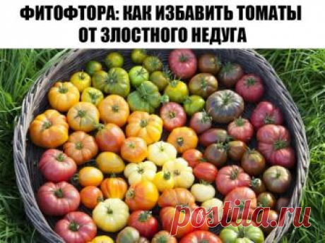 Фитофтора: как избавить томаты от злостного недуга

Рецепт №1 Болтушка

— 5 литров воды;
- 1 столовая ложка соды;
- 3 столовые ложки растительного масла;
- 1 чайная ложка жидкого мыла.
Соединить все ингредиенты, взболтать и сразу опрыскать растения из пульверизатора или специального опрыскивателя.

Рецепт №2 Хвойный отвар
- хвоя (еловая, сосновая) — 1 литровая банка;
- вода — 0,5 литра;
- мыло хозяйственное — 30 грамм.
Прокипятить хвою в течение 5 минут, остудить и процеди...
