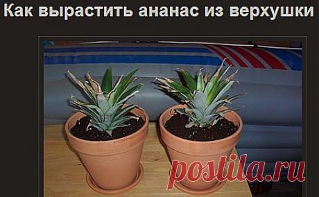Как вырастить в домашних условиях:ананас,авокадо,апельсин,
манго,(польза,блюда,калории и с др.фруктов)