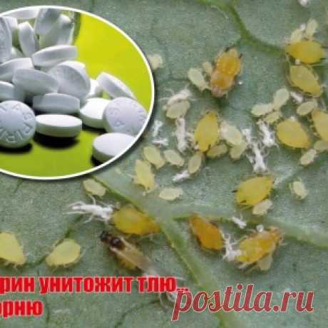 От тли избавилась при помощи... аспирина