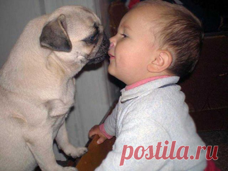 Эти забавные животные!
Владимир Фролов