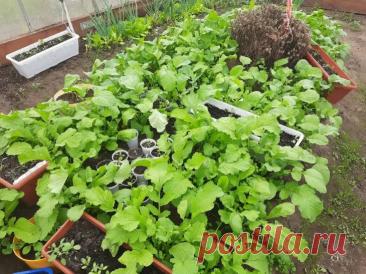 Почему дрожжевая подкормка может быть опасна: важное правило, которое нельзя игнорировать