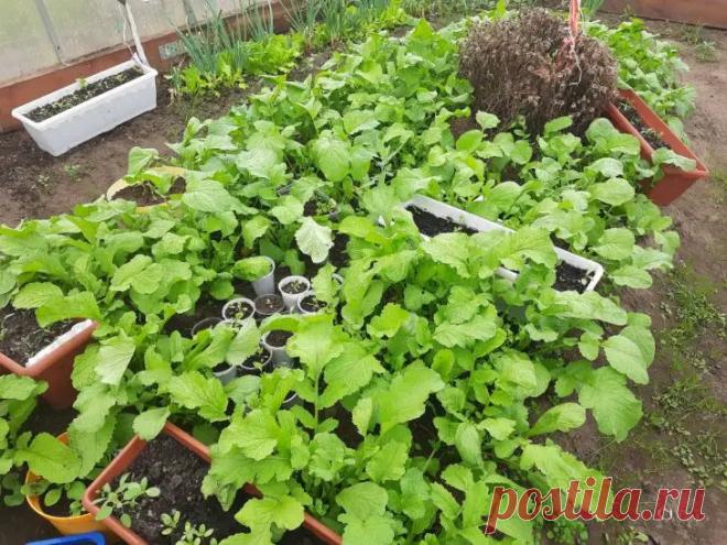 Почему дрожжевая подкормка может быть опасна: важное правило, которое нельзя игнорировать