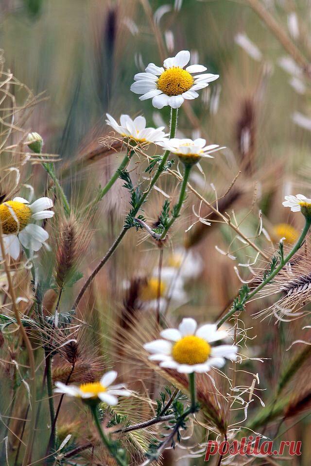 Пин на доске яРОМАШЕЧКИ