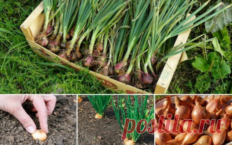 Чем подкормить лук и чеснок весной? | Garden-Zoo.ru | Яндекс Дзен