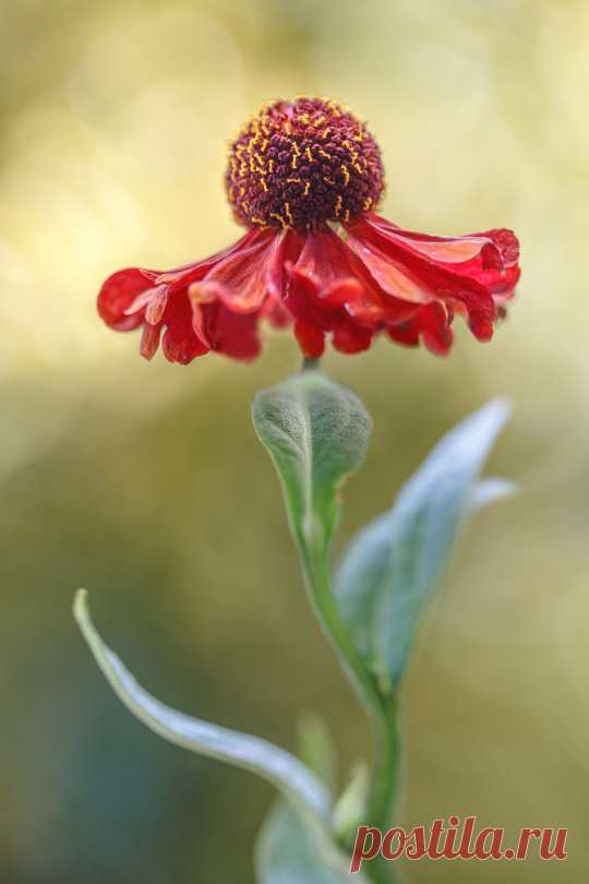 (8) ВАЛЬС ЦВЕТОВ
Гелениум осенний
Травянистое растение родом из Северной Америки, вид рода Гелениум семейства Сложноцветные.