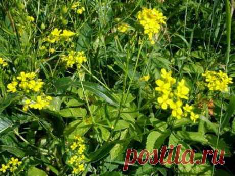 Сердечный чай | Друг пенсионера
К сожалению, болезни сердца редко какую семью обходят стороной. Осень, зима и весна для сердечника — борьба за выживание. Нашей семье хорошо подошла трава желтушника серого для решения многих сердечных проблем.