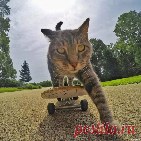 Самые смешные котики-спортсмены (фотоподборка) | Мягкие лапки, а в лапках царапки | Яндекс Дзен