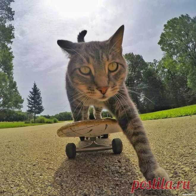 Самые смешные котики-спортсмены (фотоподборка) | Мягкие лапки, а в лапках царапки | Яндекс Дзен