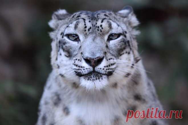 Очень забавные фото животных с эмоциями — найдите на них себя | WWF России | Яндекс Дзен
