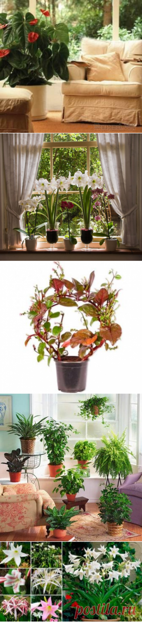 Советы цветоводам Уход за растениями не занимает много времени и сил. Зато как прекрасно вы будете себя чувствовать после общения с ними, ведь это частицы природы, а она лечит и дарит чувство гармонии в душе. Чтобы ваш...