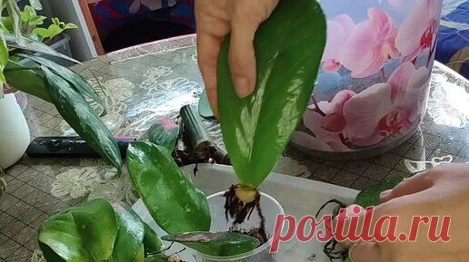 Замиокулькас. Посадка листьев. | ЦВЕТОЧНЫЙДОКТОР Ирина Белова  | Дзен