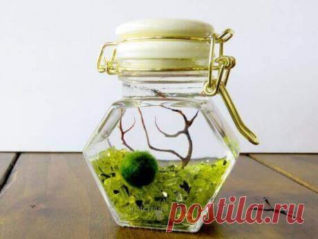 Миниатюрный аквариум как элемент декора ~ Planetalsad