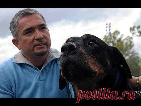 Как правильно обращаться с собаками - Переводчик Цезарь Милан.