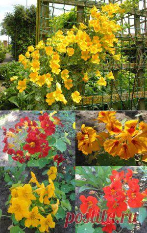 Настурция. Виды, выращивание. | Для дачников.ру