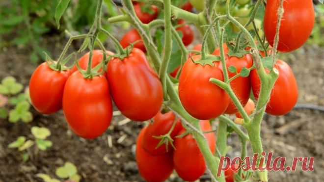 Секрети застосування кухонної солі для великого врожаю смачних помідорів – Наука і правда