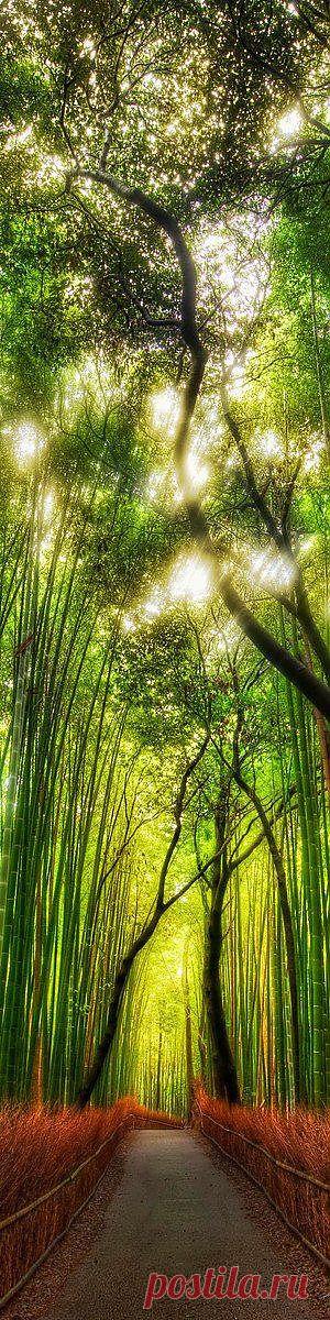 легенда о дереве