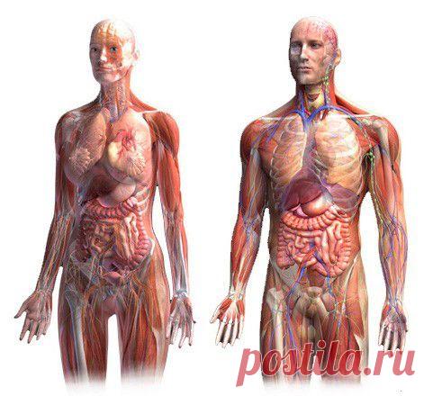 Физическое тело человека